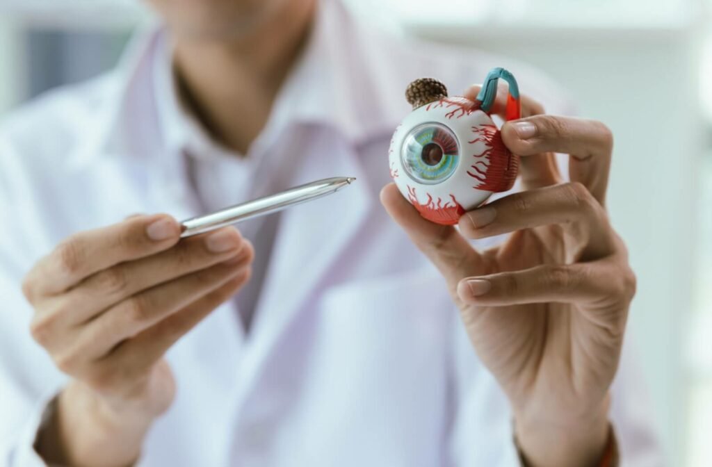 Optometrist in a white coat holding an anatomical eye model and pointing at it with a pen.